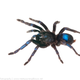 The cobalt blue tarantula.